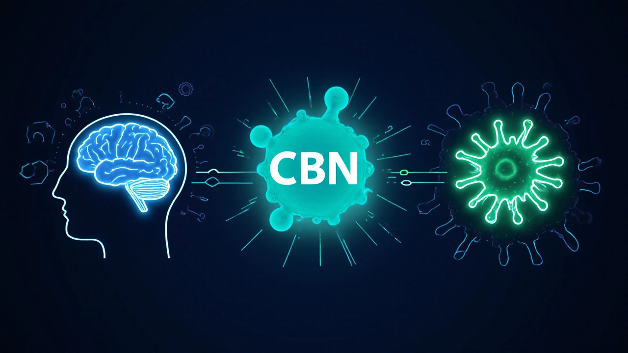 CBN-Molekül bindet an CB1‑ und CB2‑Rezeptoren, leuchtende Darstellung im Gehirn.