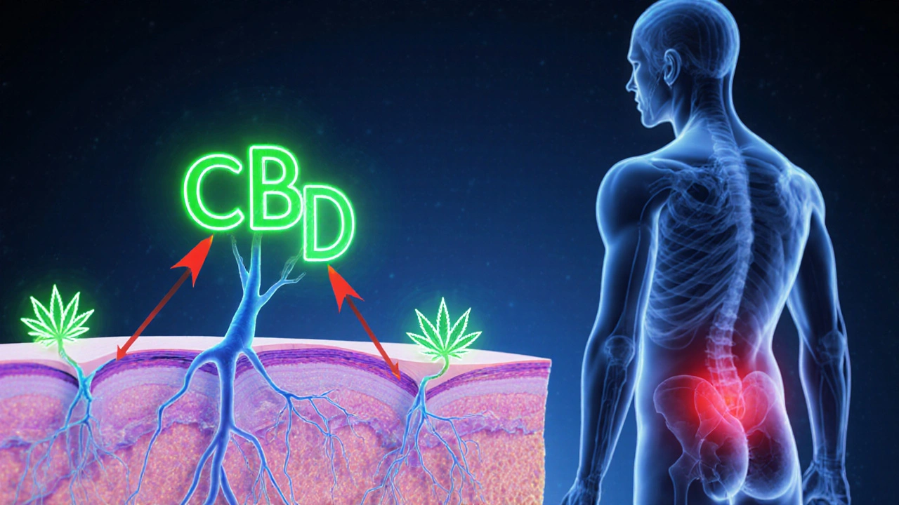 Illustration von CBD‑Molekülen, die an CB1‑ und CB2‑Rezeptoren im Körper binden.