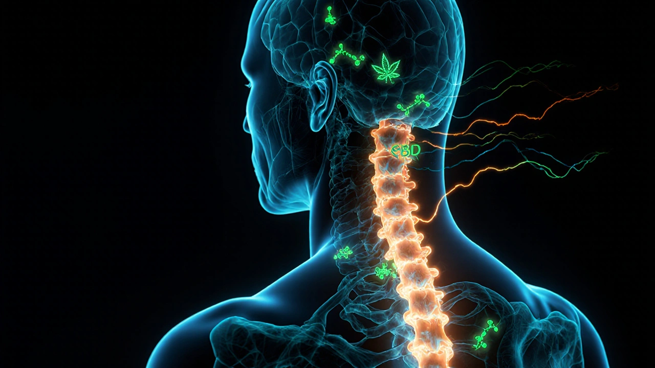 Abstrakte Darstellung von CBD-Molekülen, die Nervenrezeptoren bei Schmerzen beeinflussen.