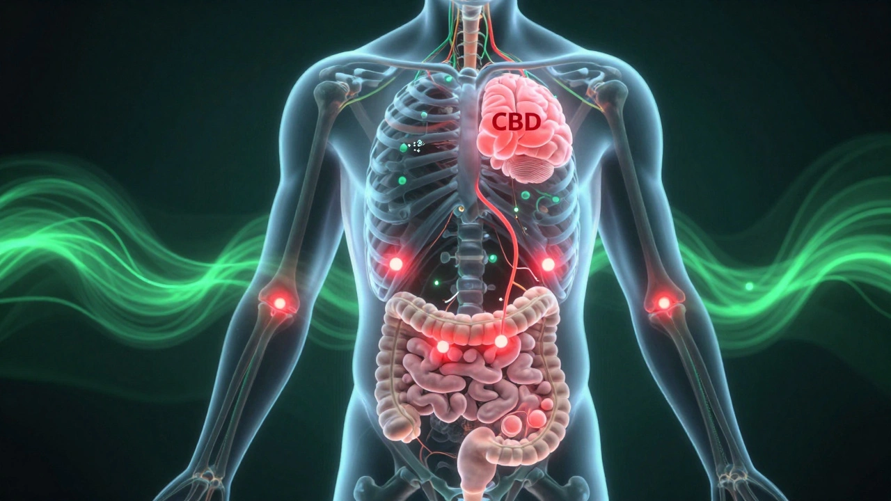 Transparenzdarstellung des Körpers mit CBD-Molekülen, die entzündliche Signale dämpfen.
