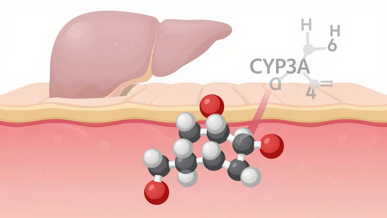 Schematische Darstellung der Hautschichten mit CBG-Molekülen und dem CYP3A4-Enzym in der Leber.