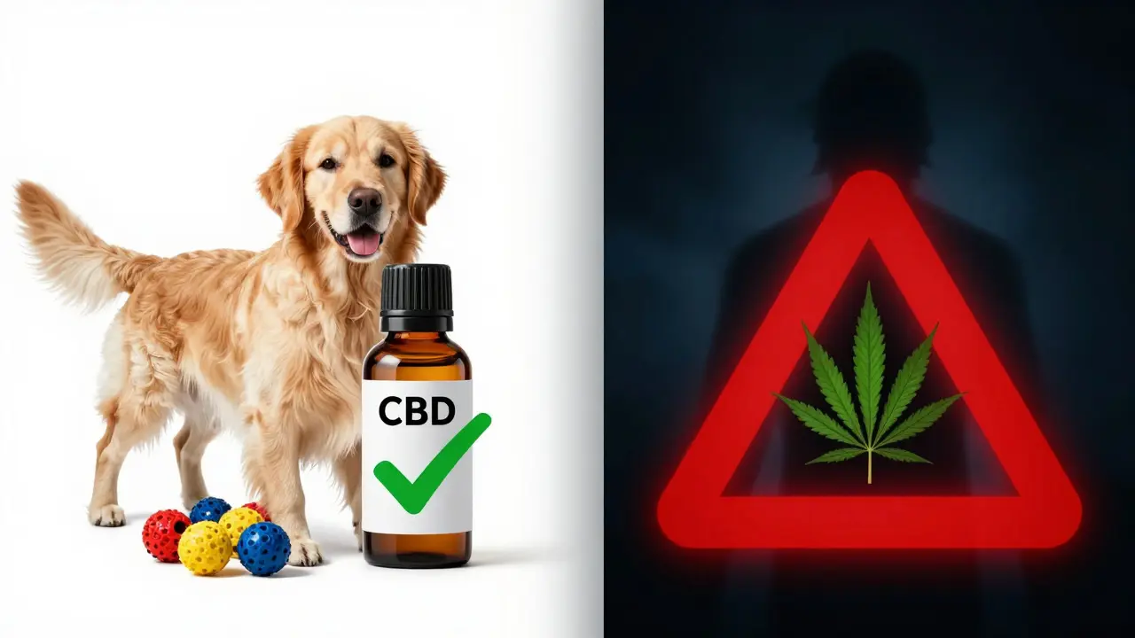 Kontrastbild: Sichere CBD-Nutzung versus gefährliche THC-Toxizität