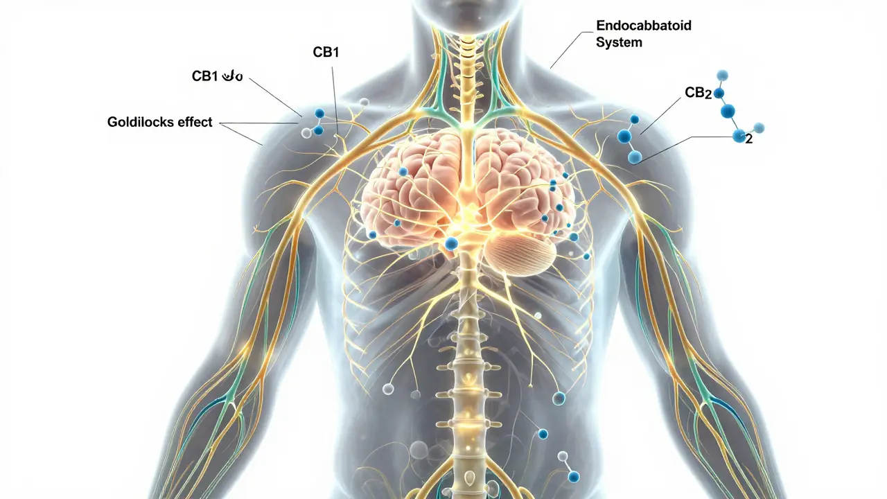 Glowende Darstellung des Endocannabinoid-Systems im menschlichen Gehirn.