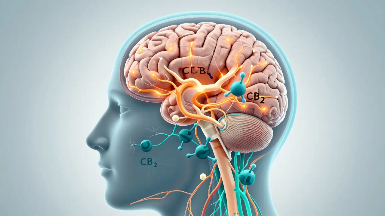 Konzeptionelle Darstellung des Endocannabinoid-Systems im menschlichen Körper